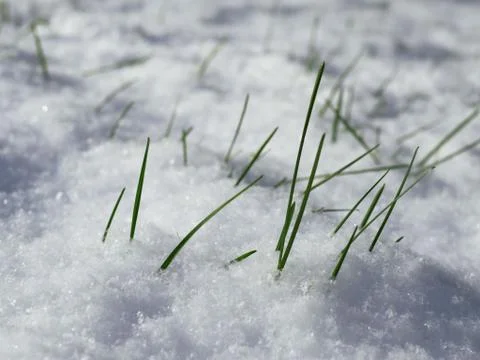 A young grass under the snow. Stockfoto's
