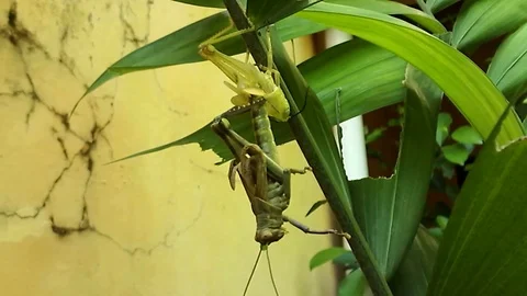 The young grasshopper begins to release its skin for a new one Stock Footage 123831001