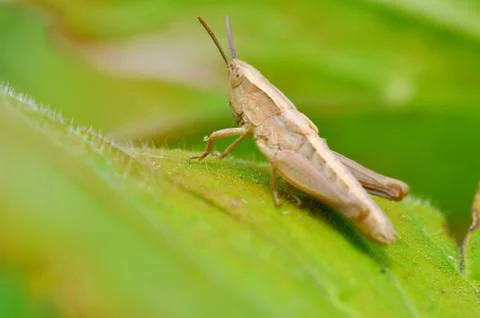 Young grasshopper Stock Photos