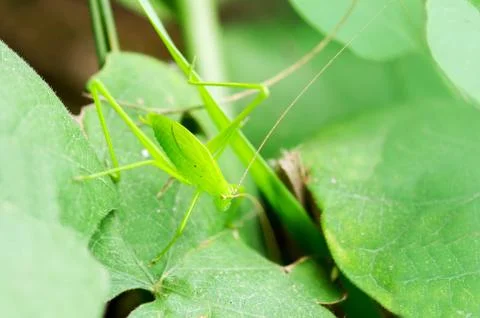 Young grasshopper Stock Photos