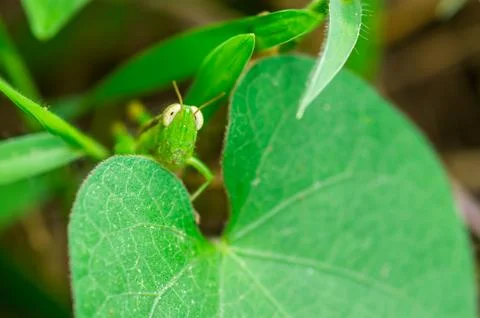 Young grasshopper Stock Photos