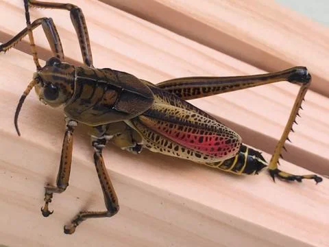 Young Grasshopper Stock Photos