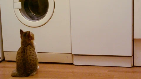 Young gray and white cat watches working white washing machine Stock Footage 87794656
