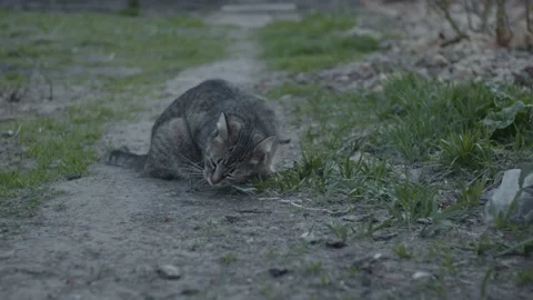 Young gray cat eats green grass Stock Footage 130293991