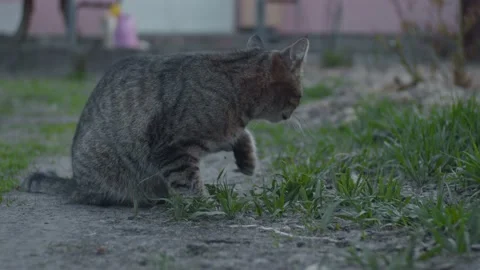 Young gray cat eats green grass Stock Footage 130294743