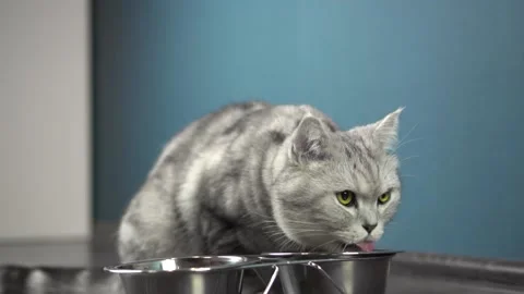 A young gray cat eats stainless steel dry food. British pet. Slow motion. Stock-Footage 226264871