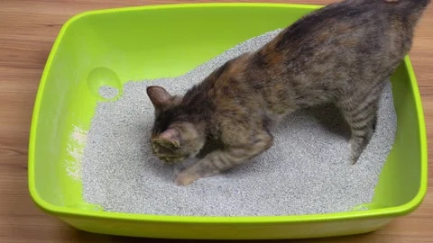 A young gray cat is in a green tray on the floor and is digging out the pelle Stock Footage 151421822