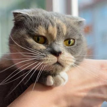 Young gray cat looking at camera, Women hand scratch the chin of a cat. Foto stock