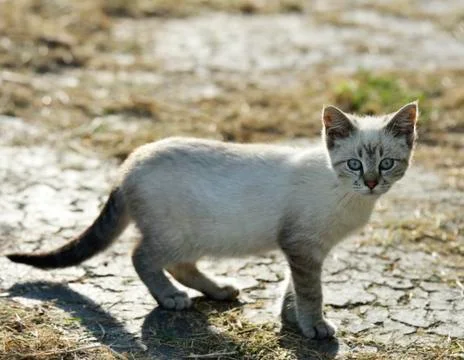 Young gray cat Stock Photos
