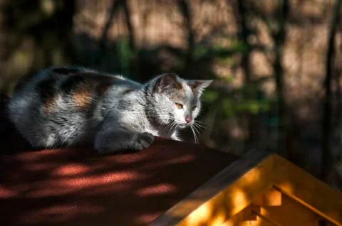 Young gray cat Stock Photos
