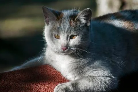 Young gray cat Stock Photos