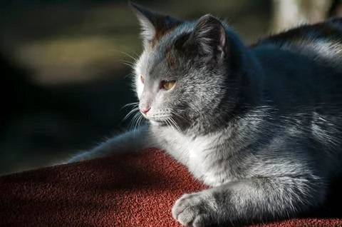 Young gray cat Stock Photos