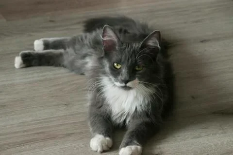 Young gray cat Stock Photos