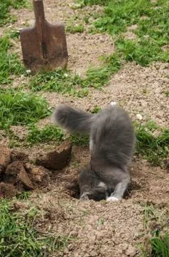 Young gray cat Stock Photos