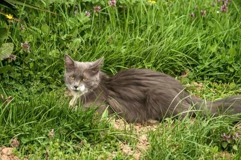 Young gray cat Stock Photos