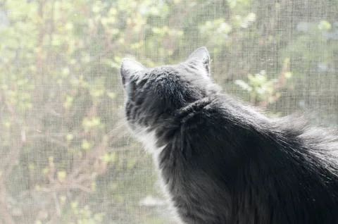 Young gray cat Stock Photos