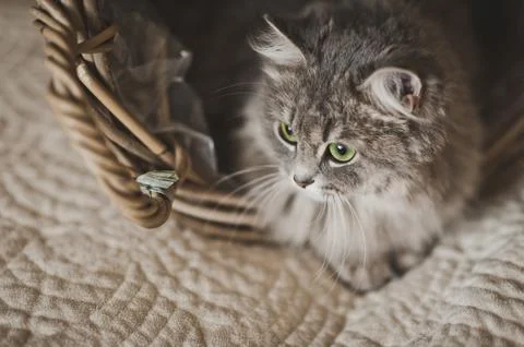 A young gray cat playing in a wicker basket 6796. Stock Photos