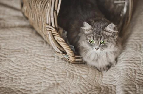 A young gray cat playing in a wicker basket 6797. Stock Photos