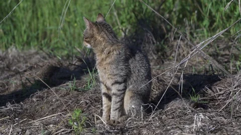A young gray cat sits in the field and looks around Stock Footage 147194192