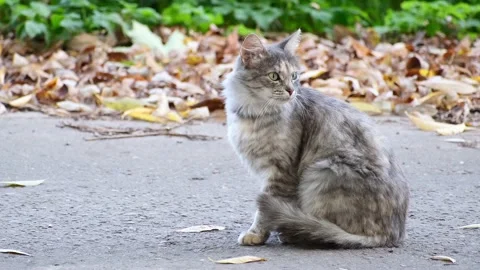 A young gray cat sits on the pavement and scratches its face Stockbeeldmateriaal 162371756