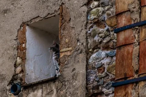 A young gray cat sitting on a window sill of an old French building in an alp Stock Photos