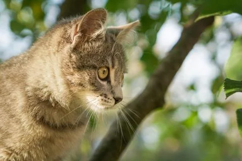 Young gray cat on a tree with blur background Stock Photos