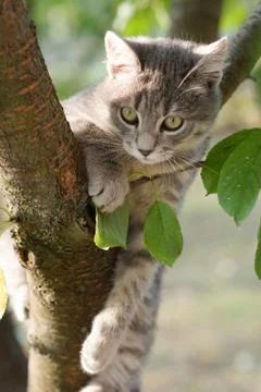 Young gray cat on a tree with blur background Stock Photos