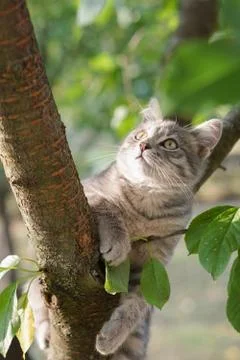 Young gray cat on a tree with blur background Stock Photos