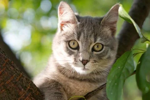 Young gray cat on a tree with blur background Stock Photos