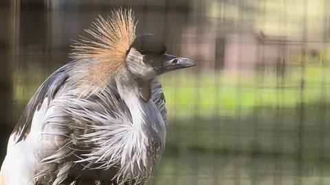 Young gray crowned crane closeup Stock Footage 93779629