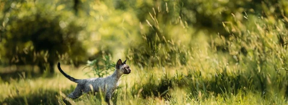 Young Gray Devon Rex Kitten In Green Grass. Short-haired Cat Of English Breed Stock-Fotos