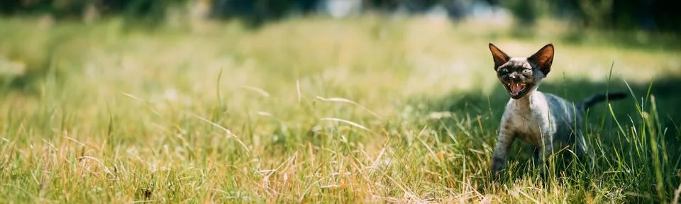 Young Gray Devon Rex Kitten Meowing In Green Grass. Short-haired Cat Of Stock-Fotos