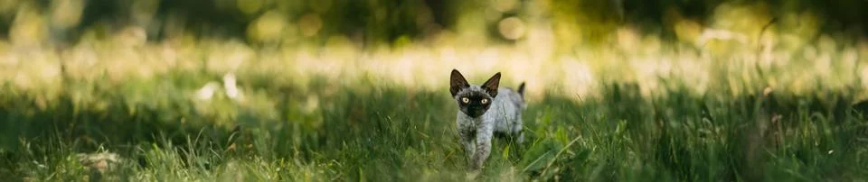 Young Gray Devon Rex Kitten In Green Grass. Short-haired Cat Of English Breed Stock-Fotos