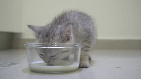 A young gray kitten drinking milkfrom a glass bowl Video stock 147194546