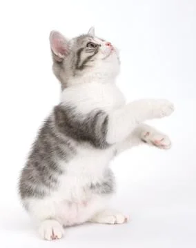 Young gray kitten sitting on its hind legs on a white background and looking  Stock Photos