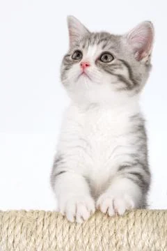 Young gray kitten on a white background looks at the top. Portrait of the Sco Stock Photos