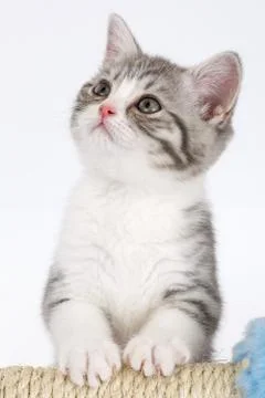 Young gray kitten on a white background looks at the top. Portrait of the Sco Foto stock