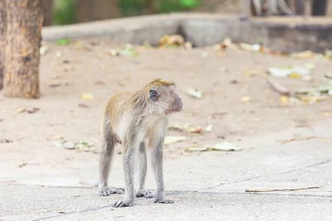 Young gray longtail macaque standing on a dusty road on a sunny day Stock Photos