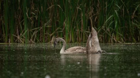 Young gray Mute Swans (Cygnus olor) diving for food among the reeds Stock Photos