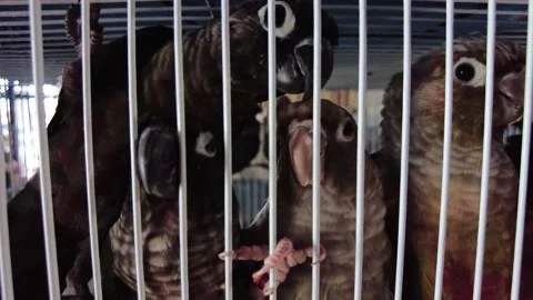 Young gray parrots sit in a cage. A lot of parrots in a small cage 스톡 동영상 208023580