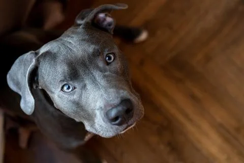 Young gray pit bull, muzzle close-up, copy space, pet looking into the camera Stock Photos