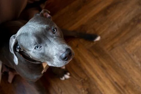 Young gray pit bull, muzzle close-up, copy space, pet looking into the camera Foto stock