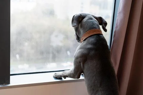 Young gray pit bull, muzzle close-up, copy space, pet looking into the camera Stock Photos