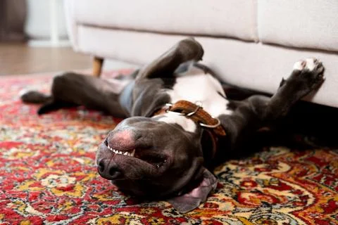 Young gray pit bull, muzzle close-up, copy space, pet looking into the camera Foto stock