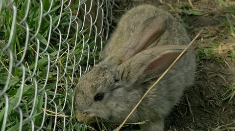 Young gray rabbit eating grass Stock Footage 62271252