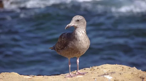 Young Gray Seagull  Stock Footage 1699937