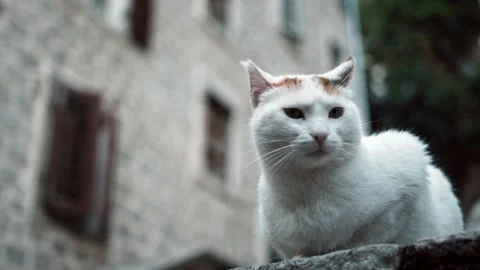 Young gray street cat Stock Footage 260475565
