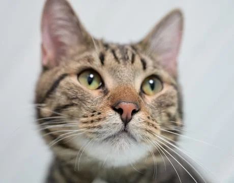 Young gray striped cat Fotos Stock