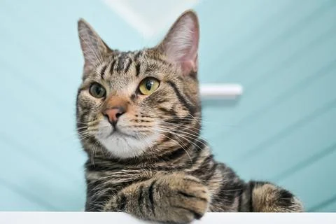 Young gray striped cat Foto stock