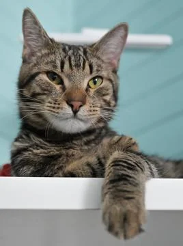 Young gray striped cat Fotos Stock